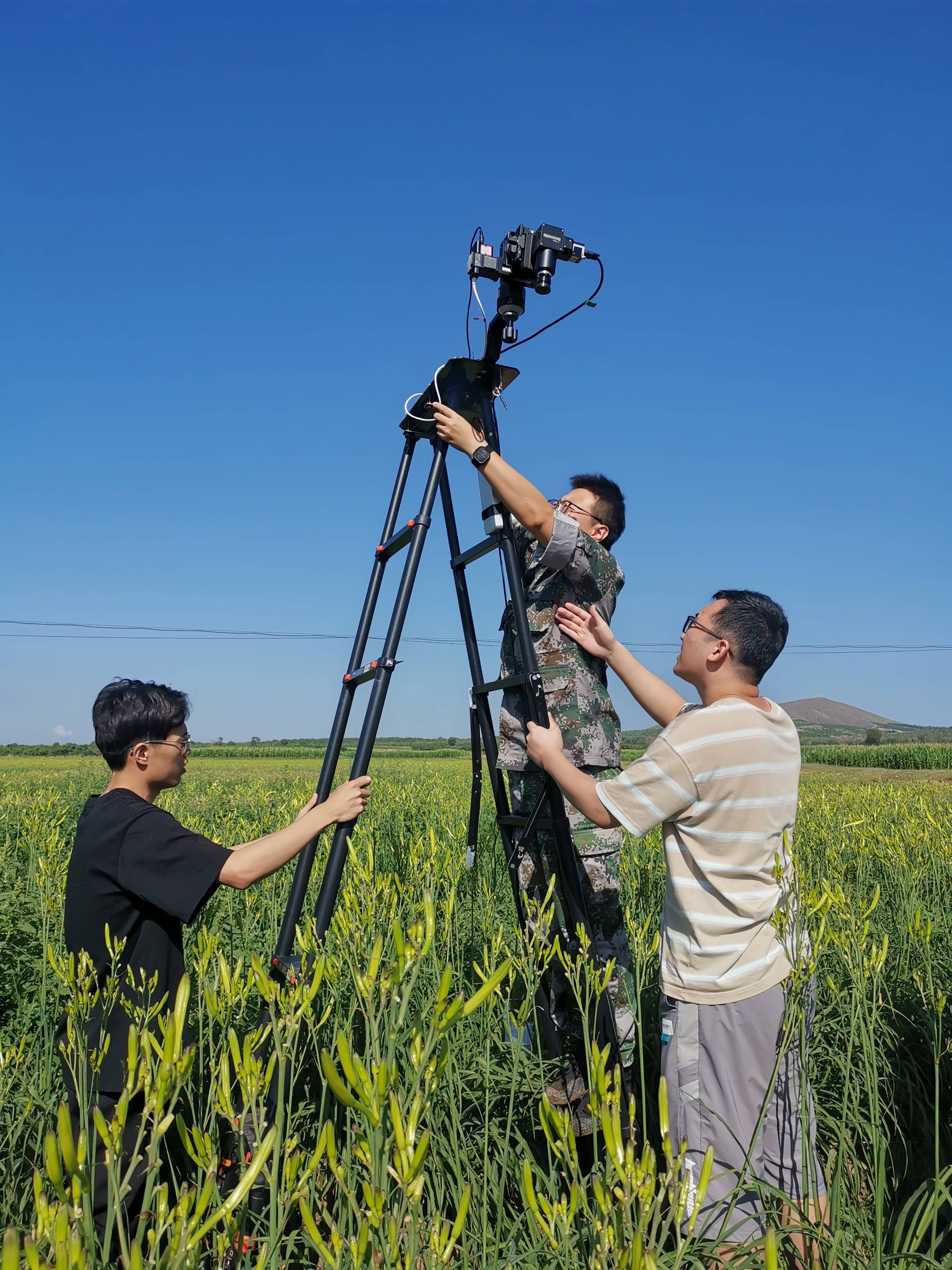 1749696523502435.jpg 大同黄花菜1.jpg